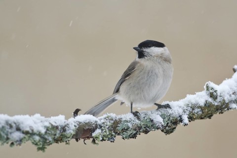Marsh Tit (Poecile palustris), Rhineland-Palatinate, Germany