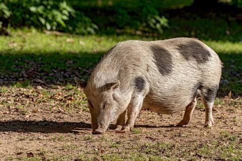 Pot-bellied pig (Sus scrofa f. domestica), female, sow, snuffling in dry soil, Poing Wildlife Park,