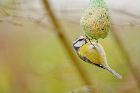Blue tit (Cyanistes caeruleus) feeding on suet ball hanging in garden during autumn, soft natural