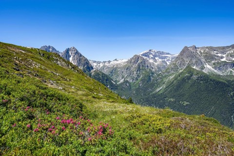 Mountain panorama with alpine roses, Aiguille de Mesure and Aiguille de Chamois, hike to