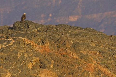 Eastern Imperial Eagle (Aquila heliaca), Oman