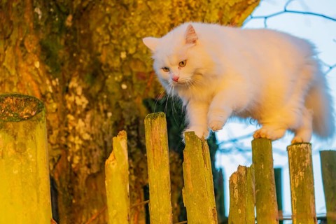 White domestic cat, Felis catus, balancing over a wooden fence, looking down. Lit by the evening