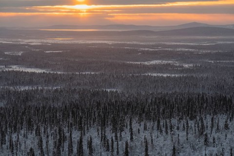 Sunshine over winter landscape, Muddus National Park, Laponia World Heritage Site, Norrbotten,