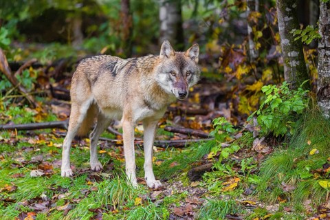 An adult male Eurasian gray wolf (Canis lupus lupus) walks in a green meadow at the edge of a