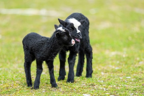 Domestic sheep (Ovis orientalis aries), lambs, with black fur standing on a meadow, Bavaria,