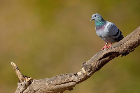 Rock Pigeon, Rock Dove, Rock Pigeon, Feral Rock Pigeon, (Columba livi), Pigeon biset, Paloma