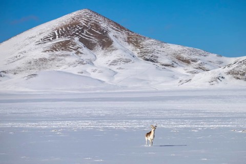 Marco Polo sheep (Ovis ammon polii), Pamir-Argali, Pamir wild sheep, female in habitat, Pamir