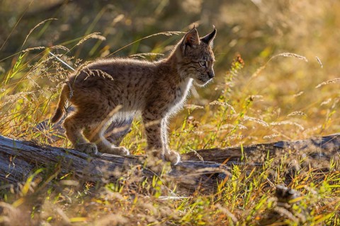 One young (10 weeks old) male Eurasian lynx, (Lynx lynx), walking over a rotten tree. Backlit