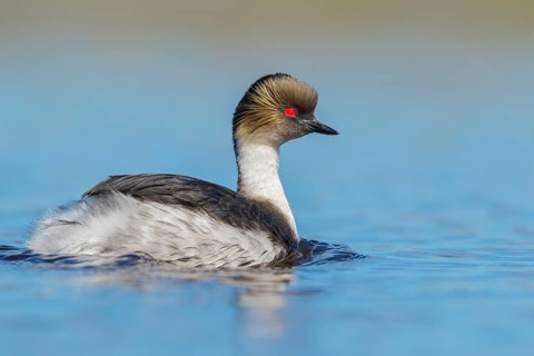 Silvery Grebe (Podiceps occipitalis) swimming on a small pond in the Falkland Islands