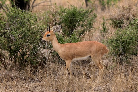 Steenbok (Raphicerus campestris), adult, male, foraging, vigilant, dwarf antelope, Kruger National