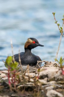Black-necked Grebe, Podiceps Nigricollis, Black-necked Grebe, Birds, Breed, Brut, Grebe, High Size,