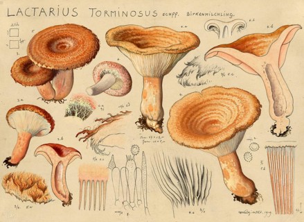 Mushroom, fungus, birch milk mushroom, Lactarius torminosus, authentic reproduction of an