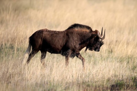 White-tailed wildebeest (Connochaetes gnou), adult, running, Mountain Zebra National Park, Eastern