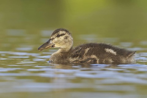 American Black Duck (Anas rubripes), Newfoundland, Canada