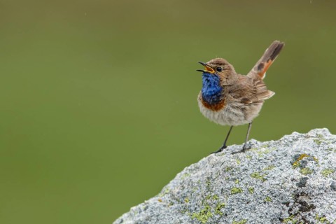 Bluethroat (Luscinia svecica), singing, Castile and Leon, Spain