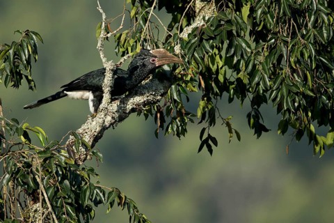 Silvery-cheeked Hornbill (Bycanistes brevis) female perched in tree, Kafa, Ethiopia