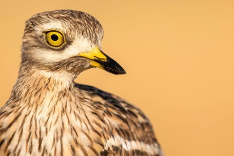 Eurasian Stone-curlew (Burhinus oedicnemus), Castile-La Mancha, Spain