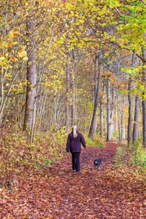 Woman walks a dog along a forest path covered in fallen autumn leaves in a natural parkland