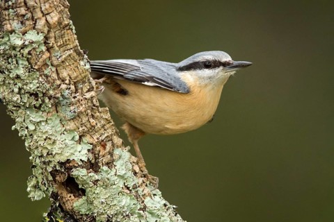 Eurasian Nuthatch (Sitta europaea), perched on a tree, Castilla Leon, Spain