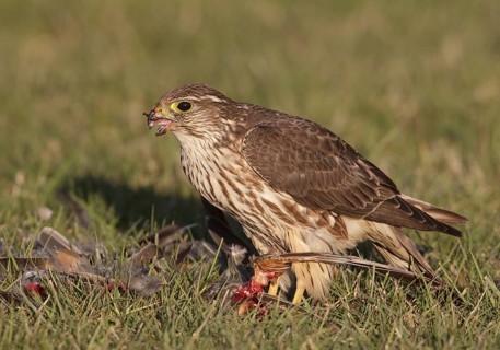 Merlin (Falco columbarius) female plucks American Robin, Washington, USA