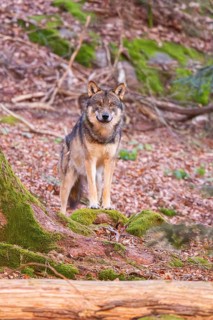 Eurasian wolf (Canis lupus lupus) standing in a forest, Bavarian Forest Nationalpark, Bavaria,