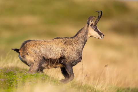 Chamois (Rupicapra rupicapra) on a meadow in the Vosges Mountains, wildlife, France