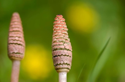 Field pewter herb, field horsetail, equisetaceae, equisetum arvense, panytail, horsetail, sheep