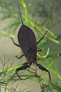 Nepa cinerea, water scorpion, aquatic, high size, portrait format, insects, bugs, water bugs