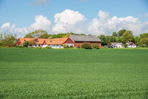Farm behind field with green crop in spring in Ystad municipality, Skåne county, Sweden,