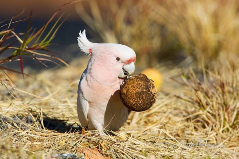 Major Mitchell's Cockatoo (Lophochroa leadbeateri) feeding on a Paddy melon (Cucumis myriocarpus),
