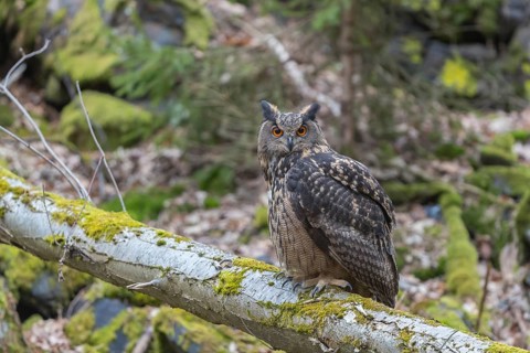 One Eurasian Eagle Owl, Bubo bubo, perched on a mossy log. Mossy rocks in the background