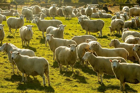Autumn on Mount Cook, New Zealand offers a stunning landscape with vibrant colors. A flock of sheep