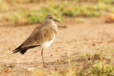 Black-winged Lapwing (Vanellus melanopterus), Masai Mara, Kenya