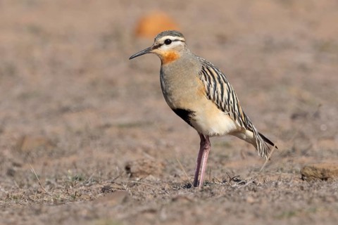 Tawny-throated Dotterel (Oreopholus ruficollis), Coquimbo, Chile