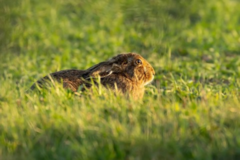 European brown hare (Lepus europaeus) adult animal in a farmland cereal crop in spring, England,