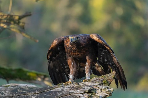 One golden eagle (Aquila chrysaetos) sitting on a broken and rotting log with fall foliage in the