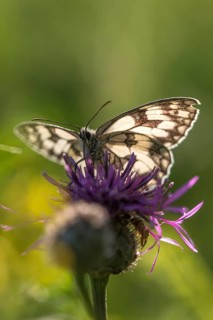 Board game, women's board, marbled white, melanargia galathea, checkerboard, butterfly, high size,