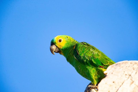 Blue-fronted Amazon (Amazona aestiva (Pantanal Brazil