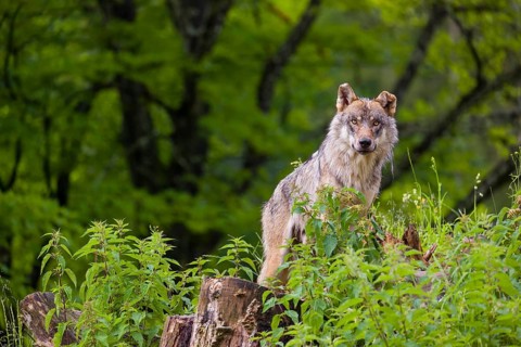 A eurasian gray wolf (Canis lupus lupus) stands on a grassy hill with a green forest in the
