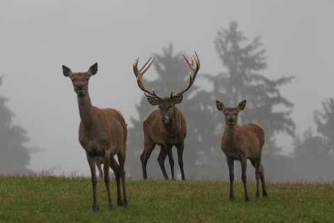 Red Deer buck and doe standing on a meadow in autumn. Fog and trees in the background