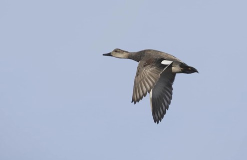 Gadwall (Mareca strepera) male flying, California, USA