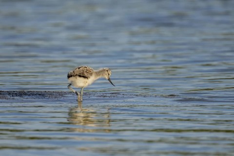 Avocet (Recurvirostra avosetta), chick foraging in the water, Texel, province of North Holland,