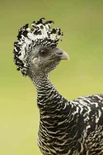Great Curassow (Crax rubra) walking in the dry forest of Costa Rica, Central America