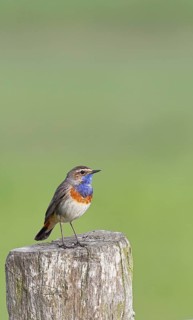 Bluethroat (Luscinia svecica cyanecula), male, on a pasture fence post, wildlife, Lembruch, Ochsen