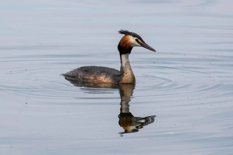 Great crested grebe with reflection (Podiceps scalloped ribbonfish) on Lake Baldeney, Essen, Ruhr