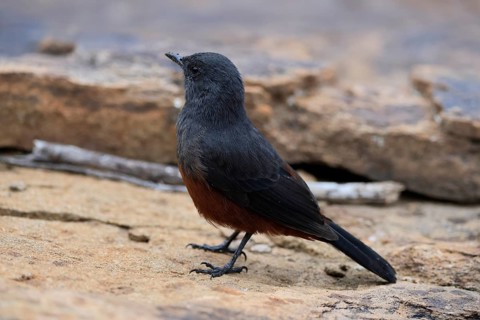 Red-bellied Wheatear (Thamnolaea cinnamomeiventris), adult, female, on the ground, foraging,