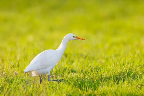 Kuhreiher, Bubulcus ibis Cattle Egret, Bubulcus ibis
