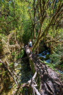 Young woman crossing a river on a thick log, dense temperate rainforest, Valdivian or North