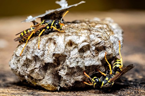 Three wasps working together on a natural nest, seen in close-up, the field wasps on their fallen
