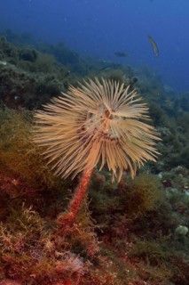 A screwfish (Sabella spallanzanii) with long, fine tentacles in clear blue water, dive site Cap de